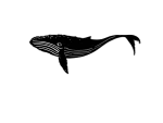 A detailed 21-inch Humpback Whale wall art piece crafted from 16-gauge steel with a black-painted finish. Intricate cutouts highlight the whale's natural ridges and fins. It includes a sturdy wall bracket for easy hanging, shown against a plain surface.